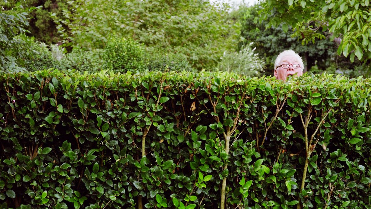 Don't Get in Trouble Planting a Hedge on a Property Line – A Lawyer Explains How to Steer Clear of the Law