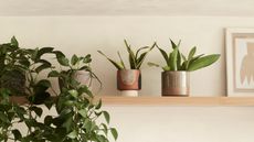 a shelf with trailing plants, artwork and a snake plant in a pot