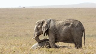 Adult elephant mourning over a dead family member in Serengeti National Park in Tanzania.