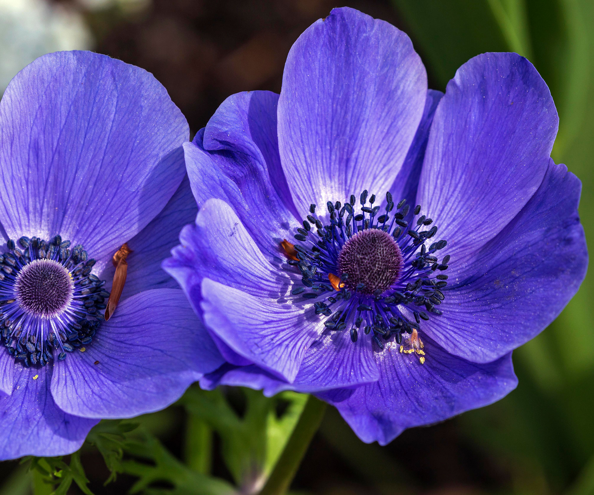 dark blue Anemone 'Mr Fokker' flowers