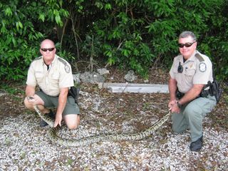 Florida law enforcement officials show a captured wild Burmese python.