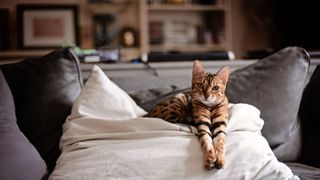 Bengal cat sitting on the bed