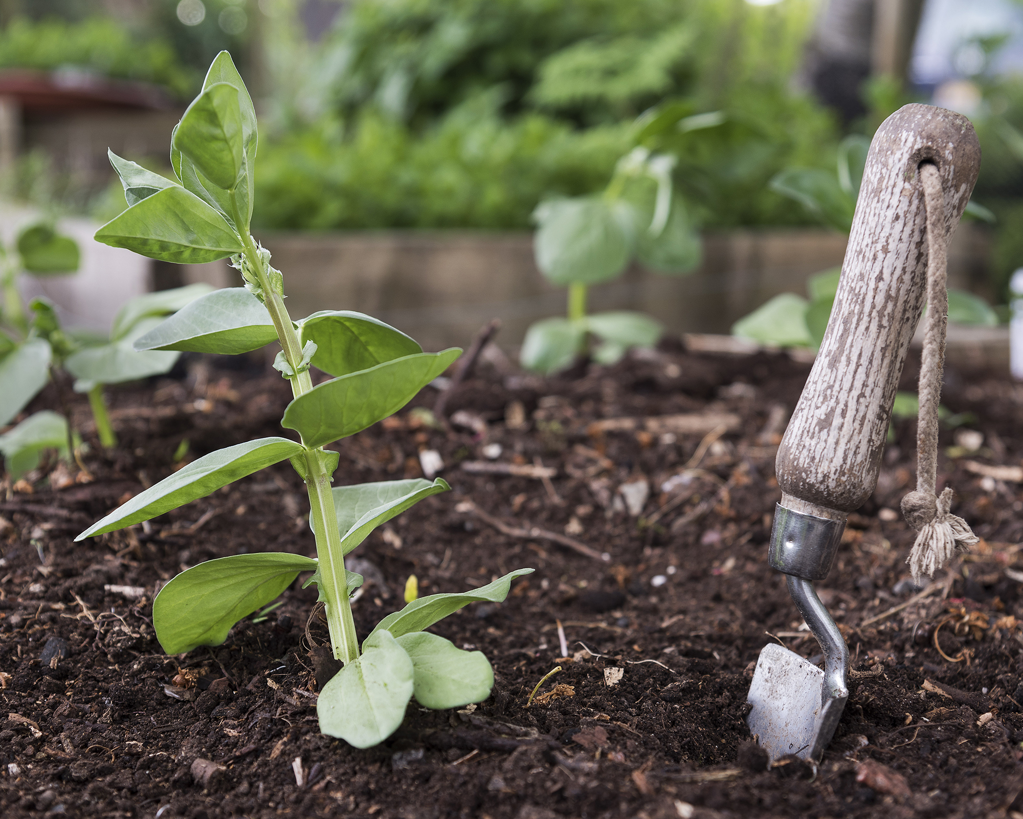 Broad beans or Fava Beans seedlings and a trowel in the foreground, planted in fresh compost.