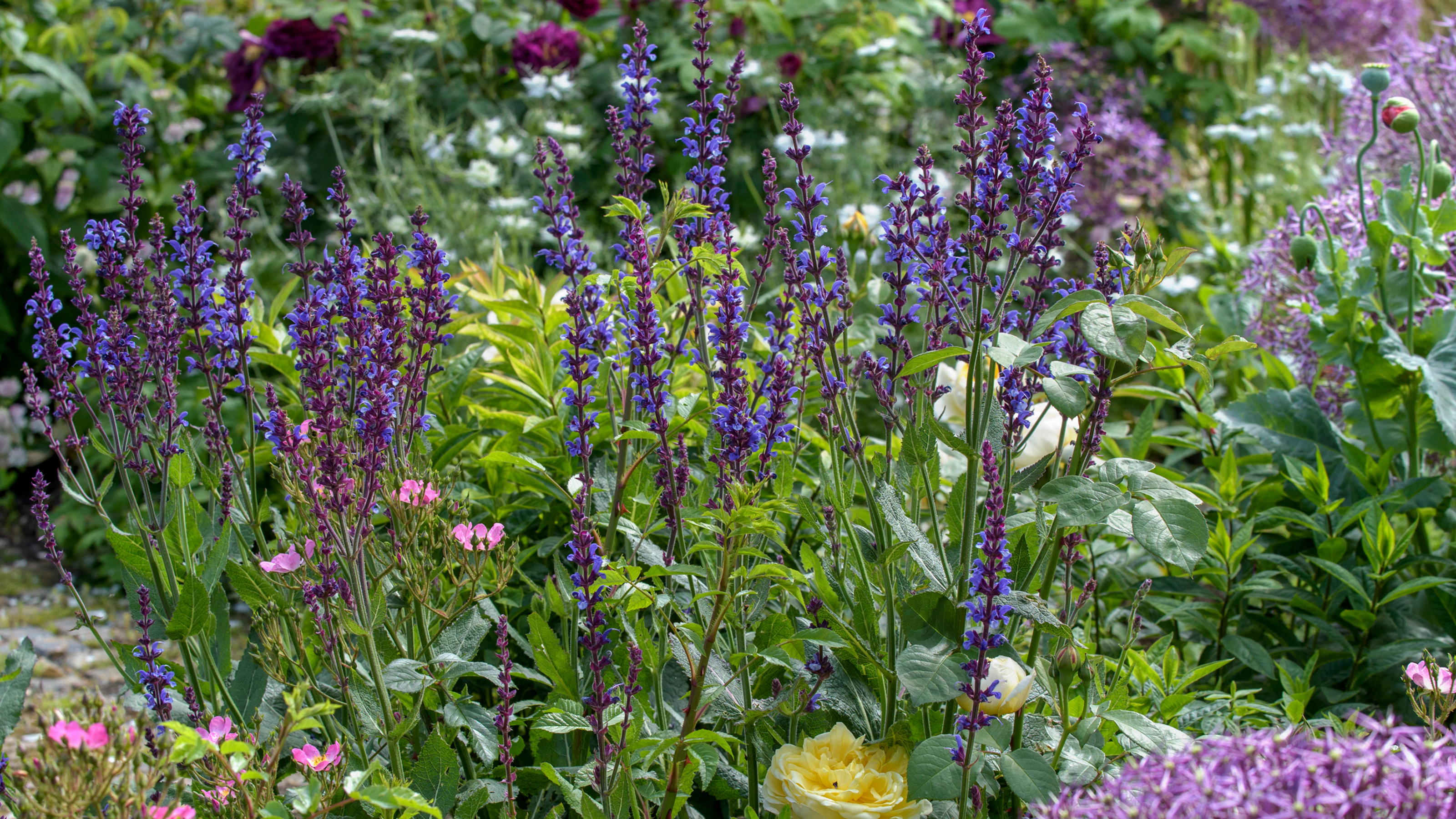 Close up of nepeta in a flower garden.