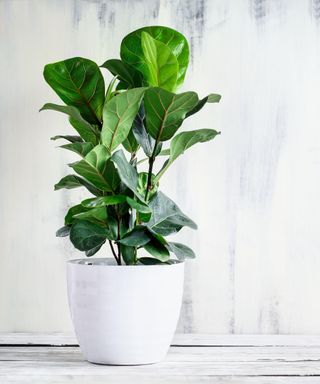 Potted Little Fiddle Leaf Fig, Ficus Lyrata Bambino, a popular houseplant, over a rustic white farmhouse wood table