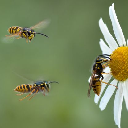 Wasps flying towards and landing on a white flower