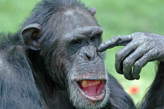 Men Are Like Apes When Competing for Status | Live Science