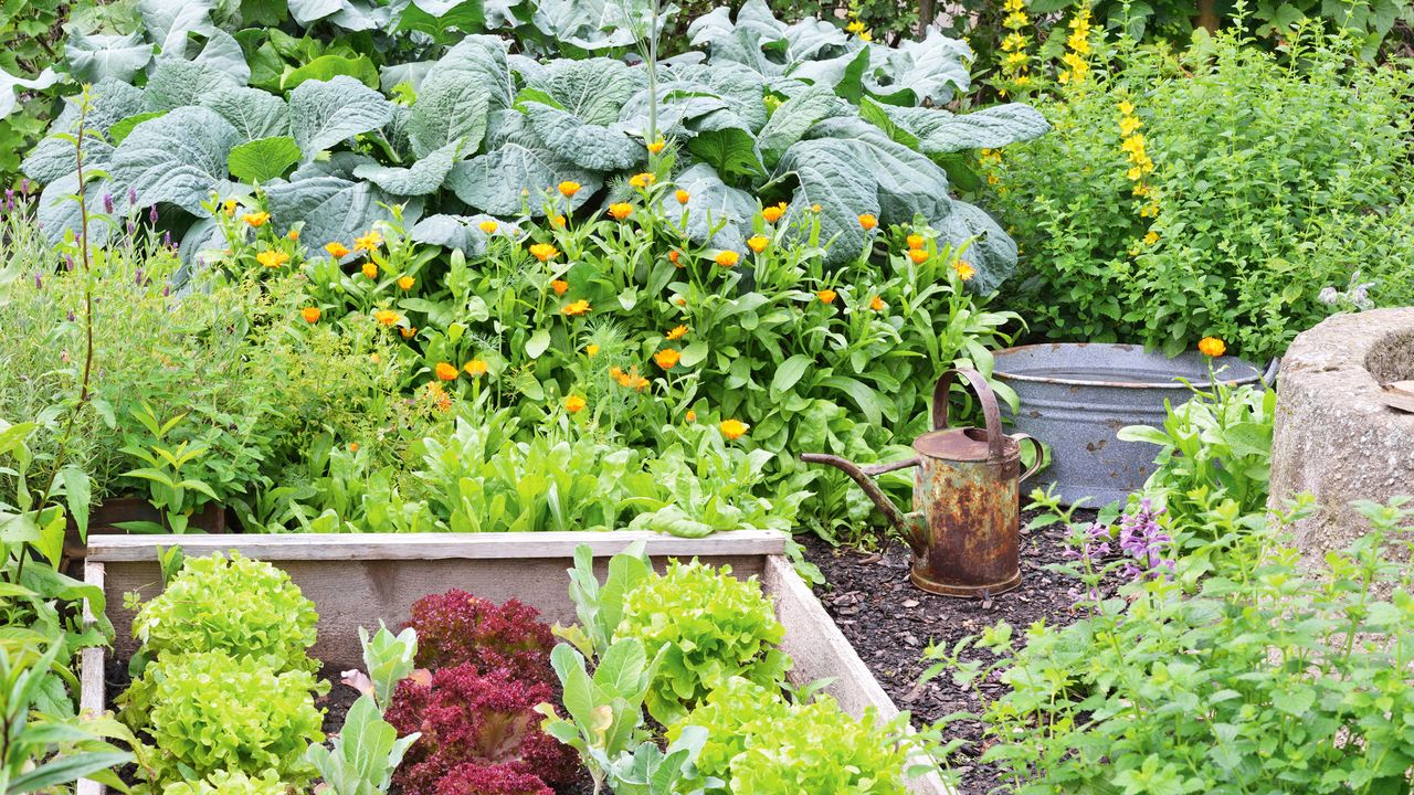 Vegetable garden featuring variety of companion plants