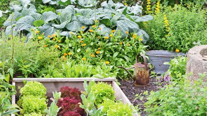 Vegetable plot with variety of crops and watering can