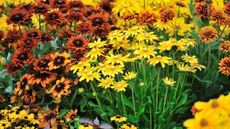 Rudbeckia and other yellow and rust flowers in a border