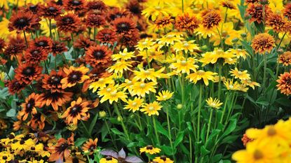 A mass of perennial plants in a garden