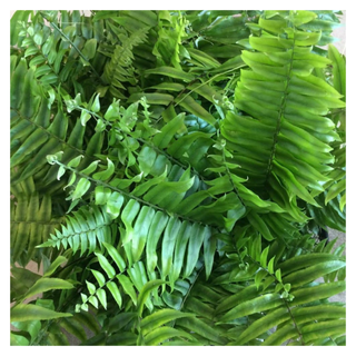 A close-up of a sword fern plant