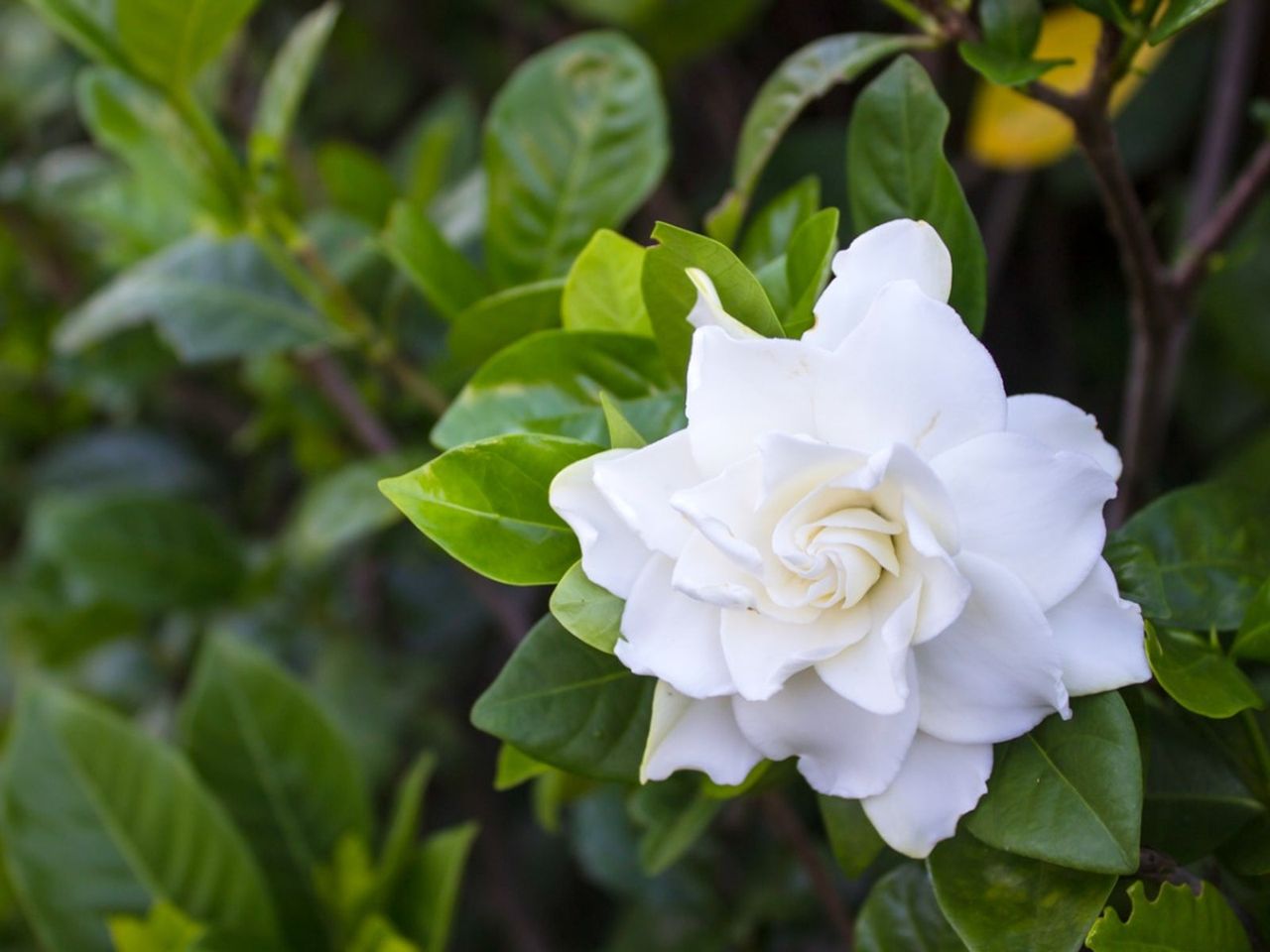 White Gardenia Plant In The Garden