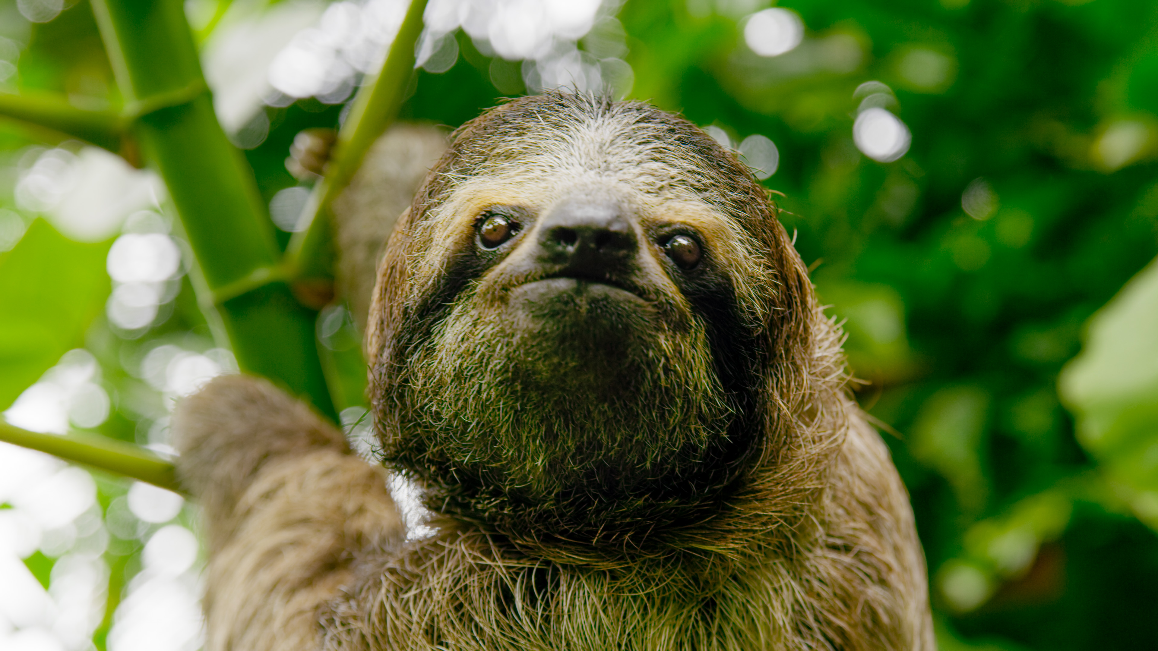 TV tonight A sloth in the rainforest of Costa Rica.
