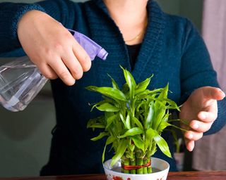 A white woman in a blue cardigan misting a potted lucky bamboo plant with a clear plastic mister