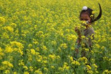 A child works in a mustard field in India.