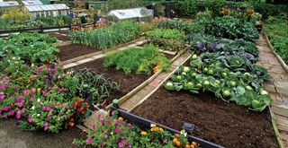 Allotment with thriving plots to showcase the grow your own garden trend in 2024