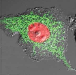 An mEGFP-mitochondria/mOrange-Histone-H2B image of a beta-TC-3 cell.