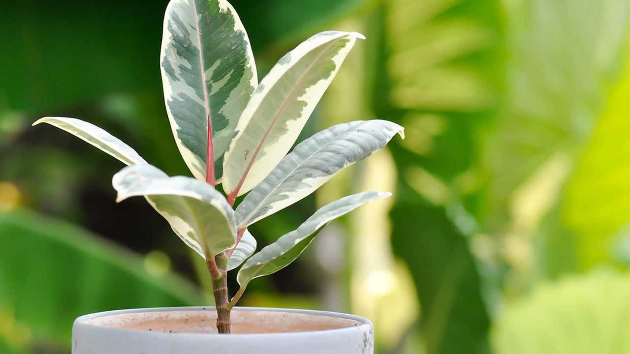 rubber plant in pot