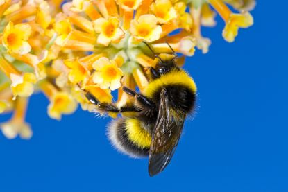 Garden Bumblebee (Bombus hortorum) adult male feeding on Buddleia (Buddleja X weyeriana) flowers in a garden. Powys, Wales.