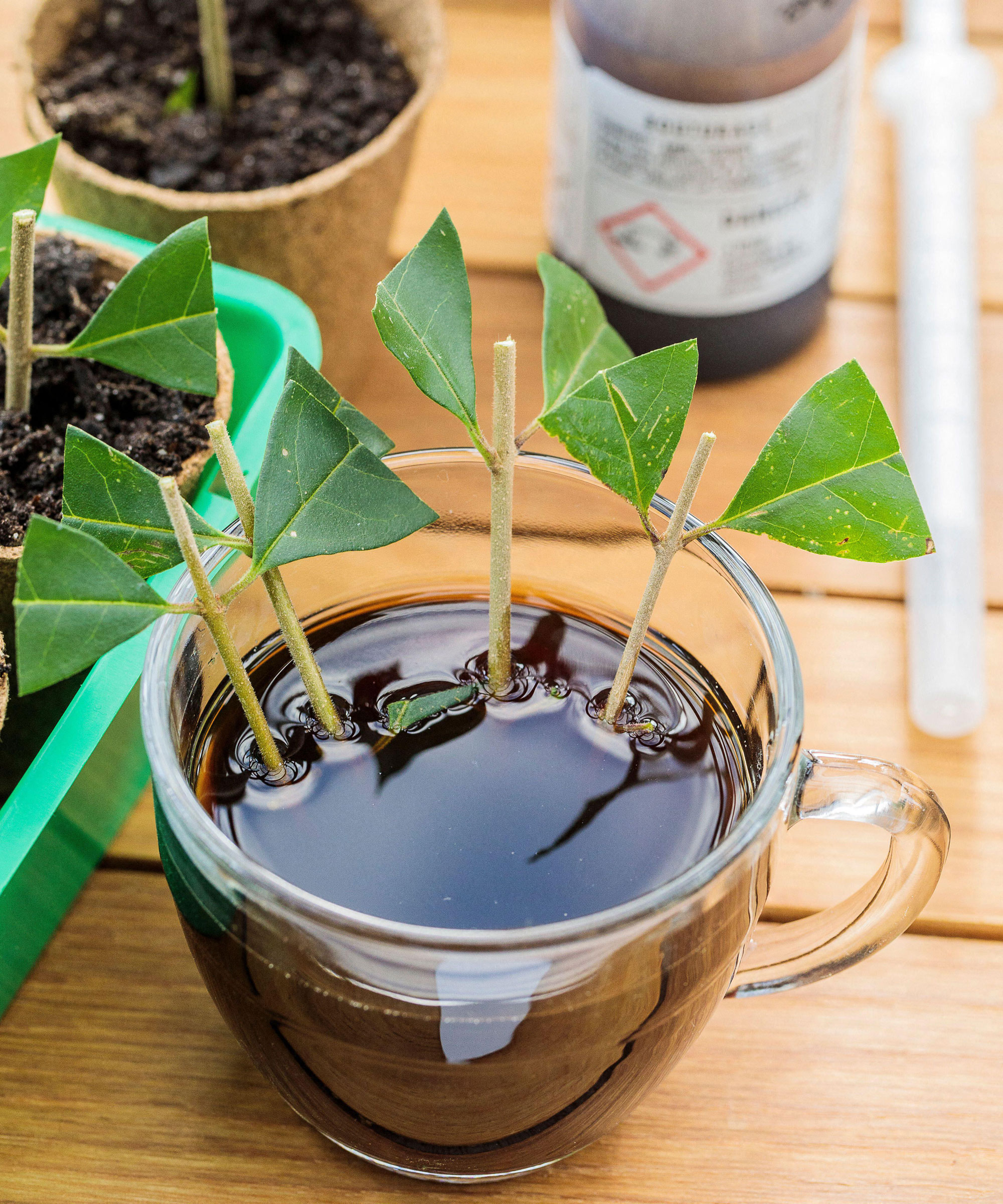 privet cuttings being dipped in rooting hormone