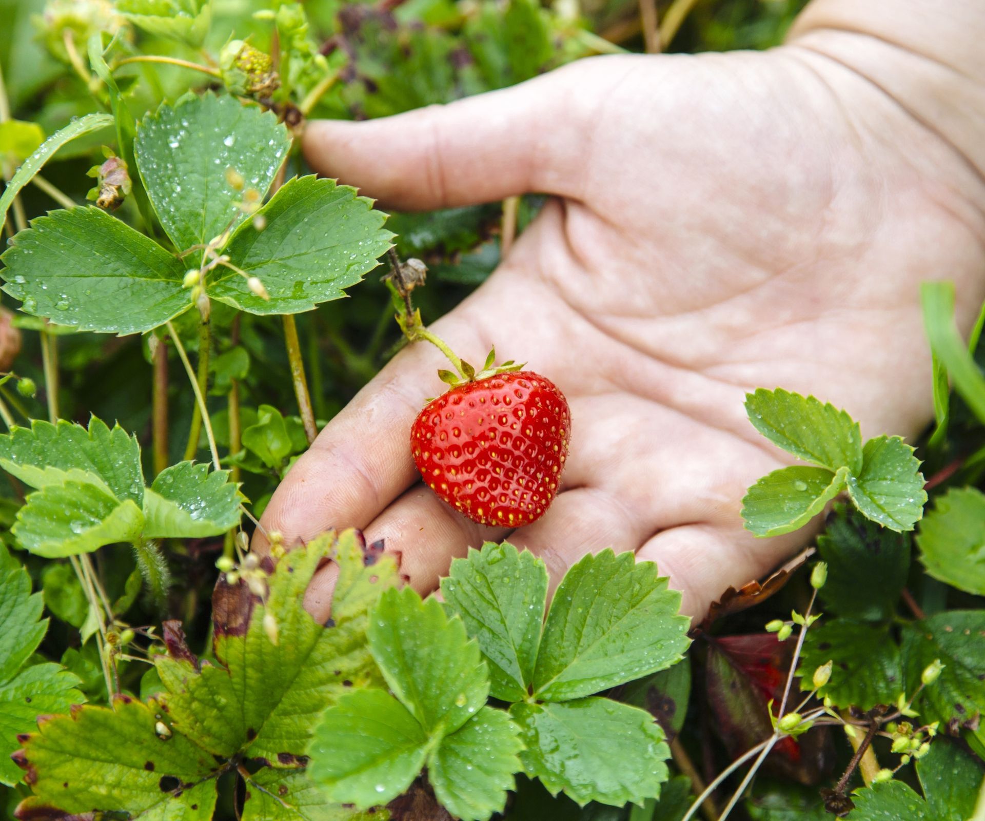 Why are my strawberry leaves turning brown? 4 common reasons