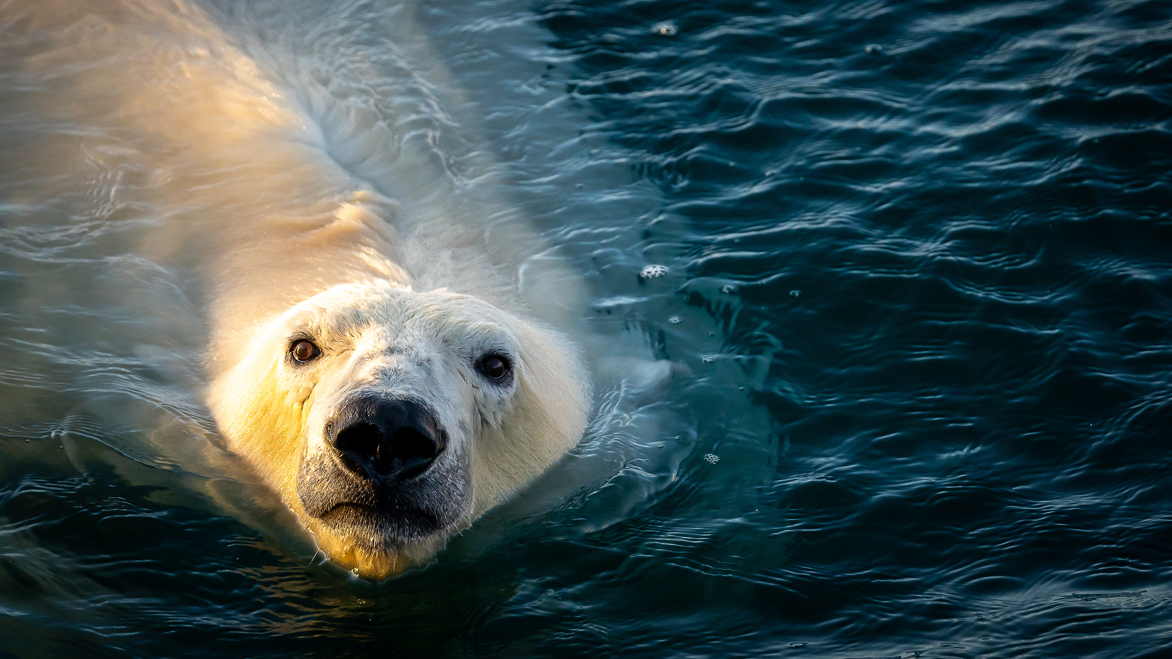 A close-up of a polar bear swimming in clear blue water, gazing directly at the viewer with its expressive eyes