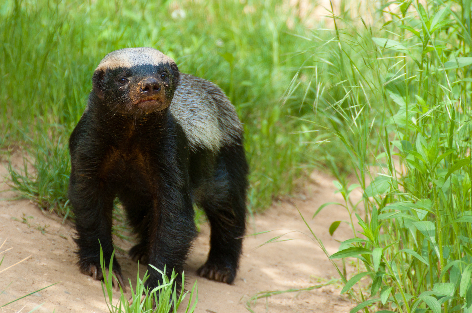 Honey Badgers Adorable But Fierce Little Mammals Live Science