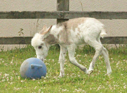 Miniature foal born at The Donkey Sanctuary. July 2014. Photo by The Donkey Sanctuary (4)