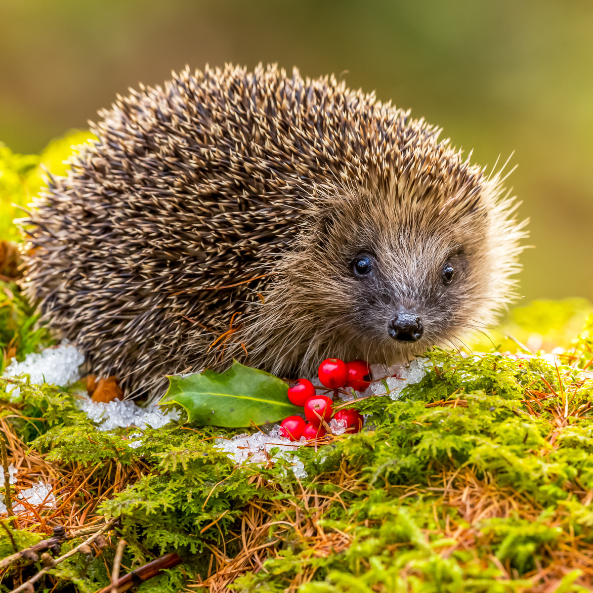 Comment protéger la faune du jardin pendant la neige 