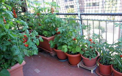 Multiple Potted Bush Vegetables Growing On Balcony