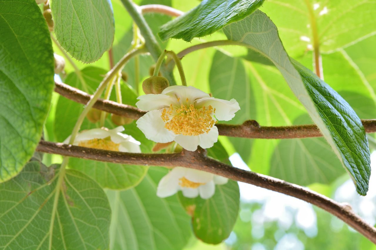 Beautiful kiwi blooms and white flower with green leaves