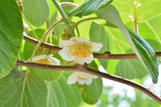 Beautiful kiwi blooming and white flower with green leaves