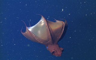 giant vampire squid