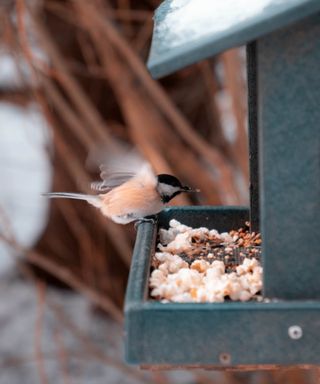 Bird at a bird feeder