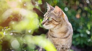 European shorthair cat