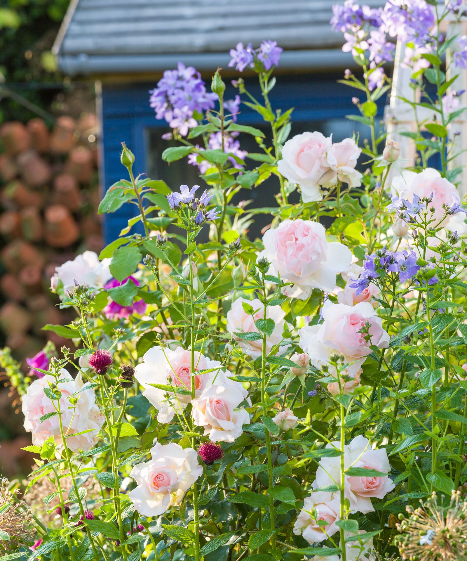 How to prune roses for an abundance of flowers Homes & Gardens