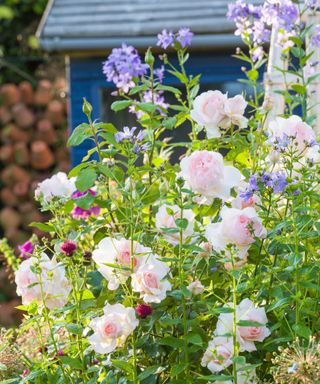 chandos roses among other blooms in a cutting garden