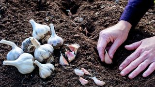 planting garlic cloves in soil