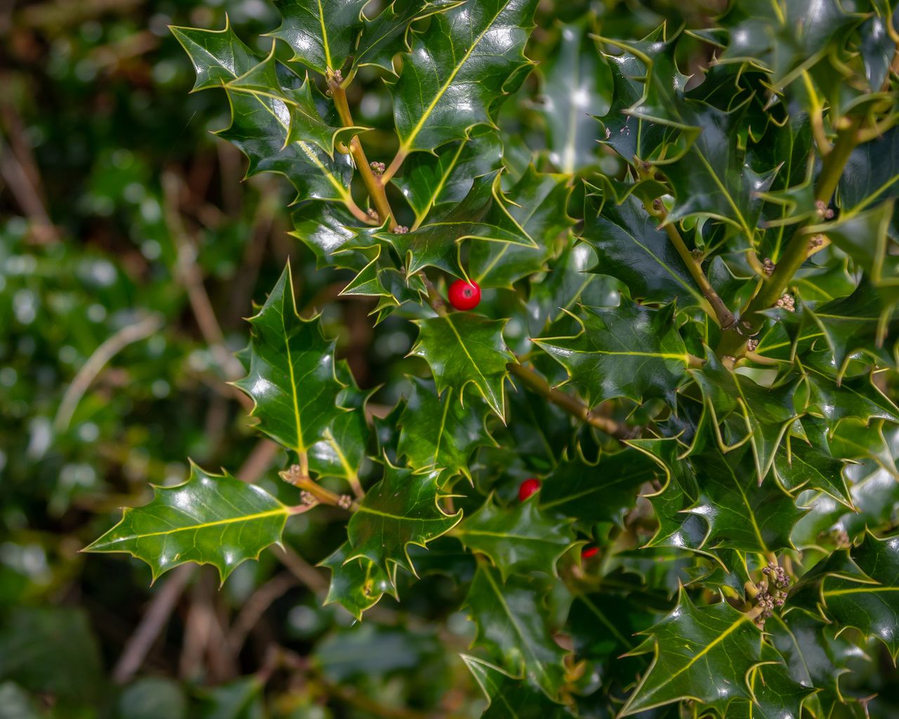 How and when to prune holly bushes for the best results Gardeningetc