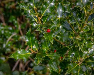 Holly bush with berries