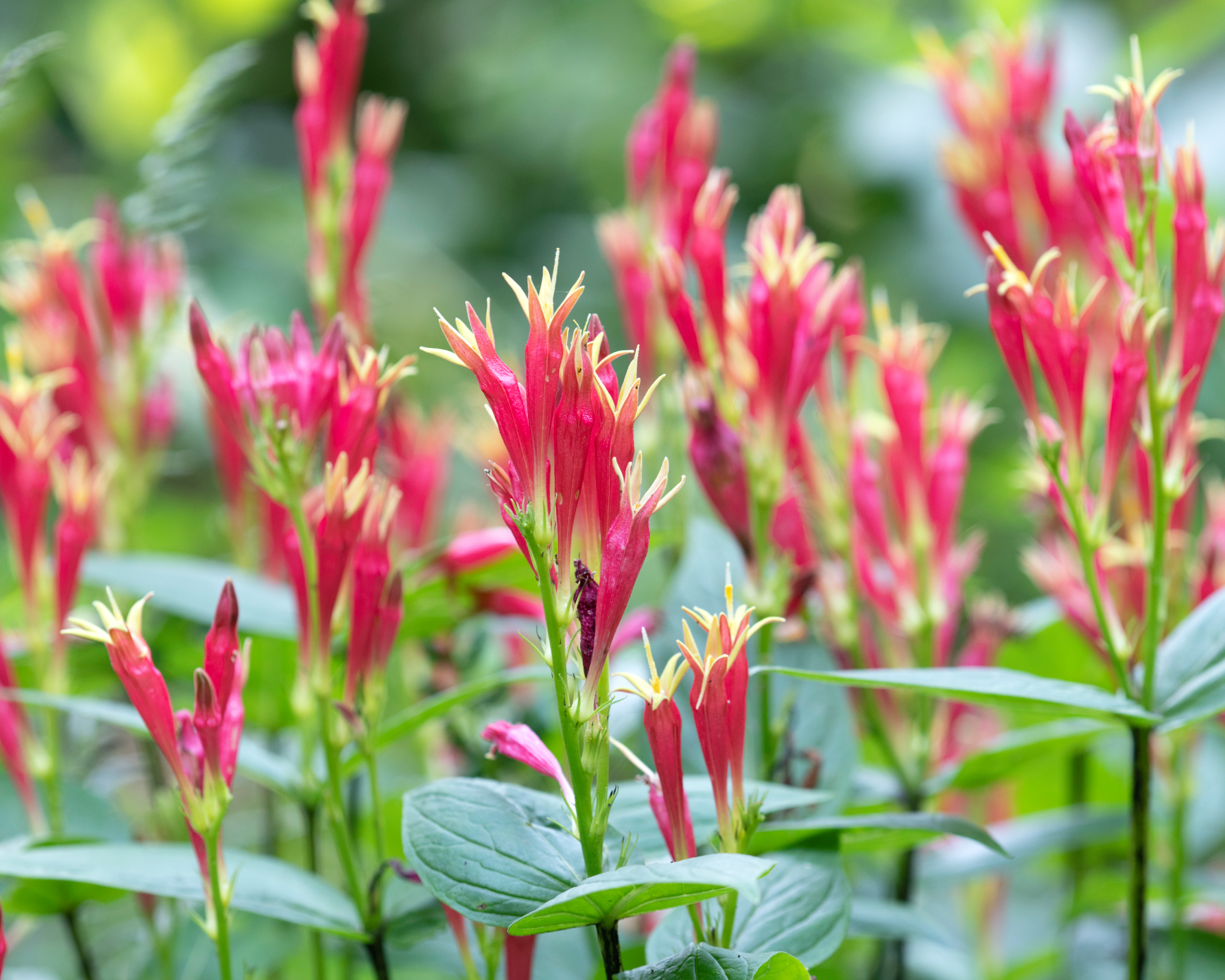 Indian pink blooming in the garden