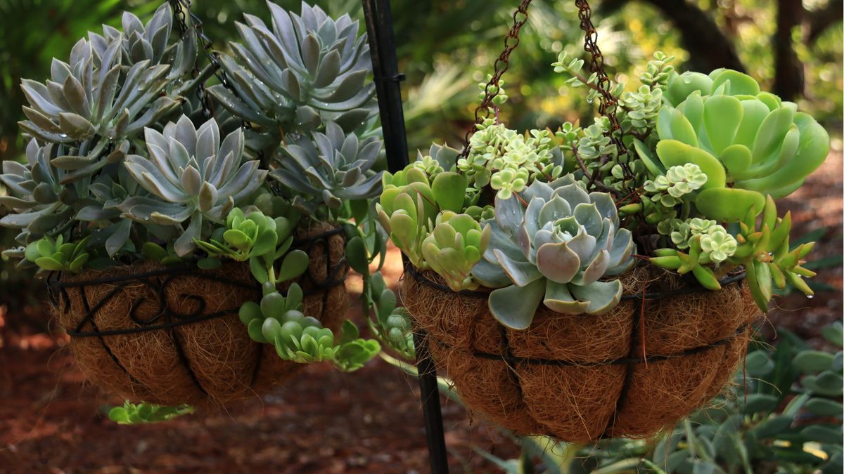 多肉植物は霜に耐えられるのでしょうか？これらの植物を屋外で栽培する時期に関する専門家のヒント