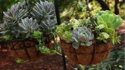 Can succulents survive frost