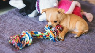 How many toys should a puppy have? Puppy playing on a blanket indoors with a rope toy