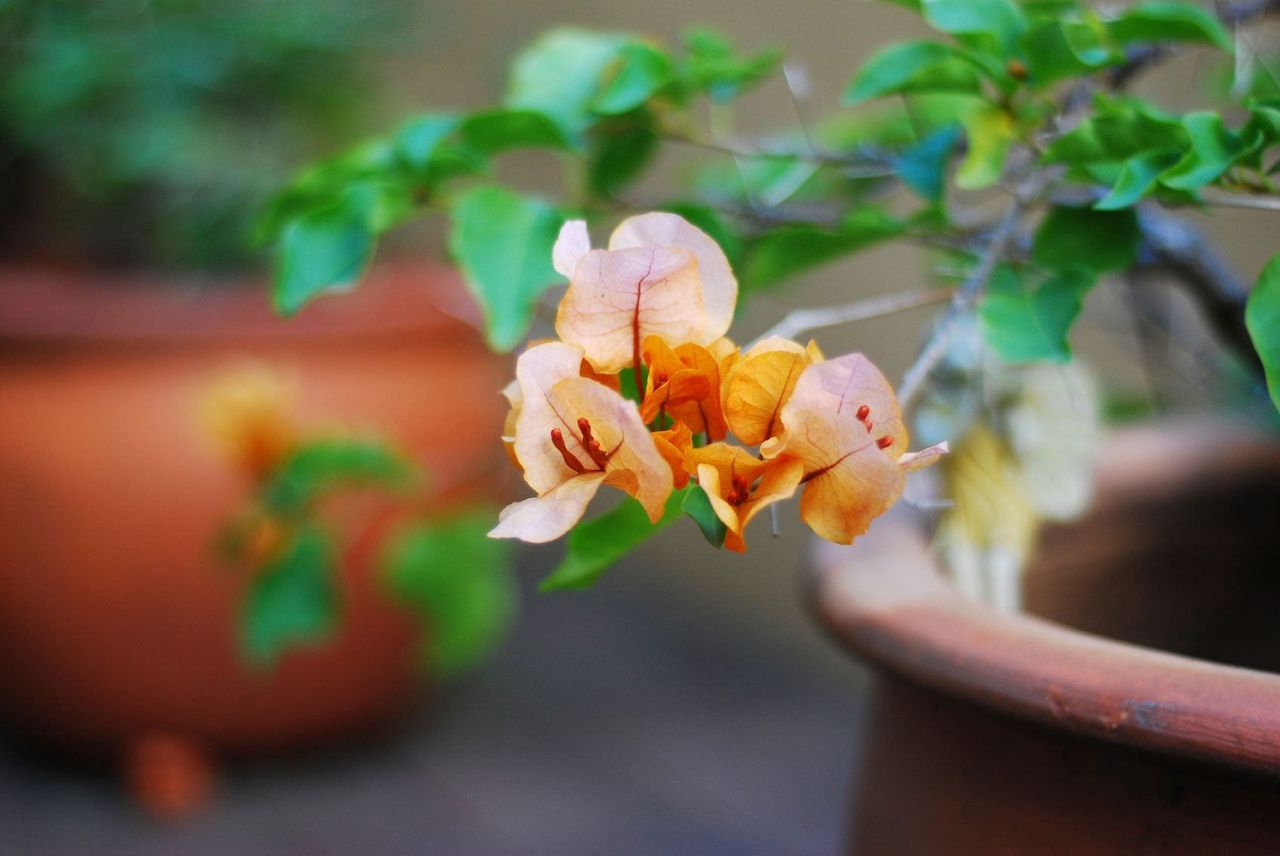 Potted Bougainvillea Plants