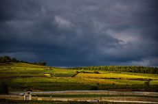 burgundy 2016 harvest, pommard