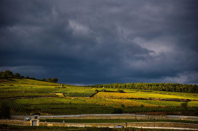 burgundy 2016 harvest, pommard