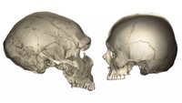 CT of a Neanderthal skull facing to the right and a CT scan of a human skull facing to the left