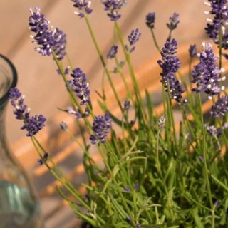 close up lavender plant